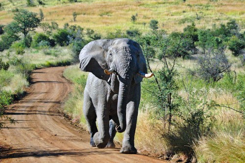 20060421-20060426_south_african_0905