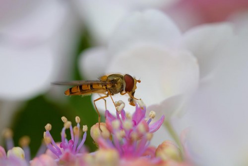20080706_macro_0002