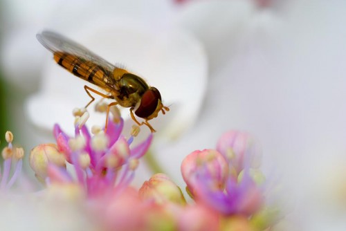 20080706_macro_0004