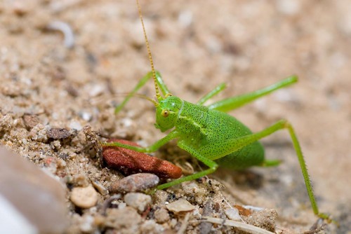 20080706_macro_0011