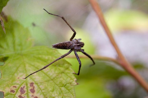20080706_macro_0016