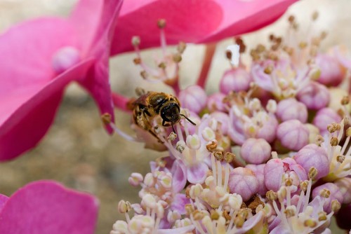 20080706_macro_0024