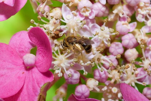 20080706_macro_0028
