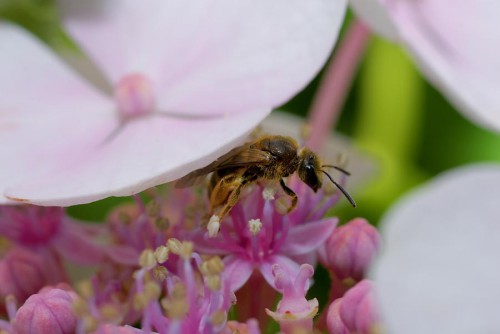 20080706_macro_0038