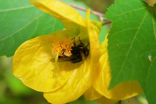 20080706_macro_0052