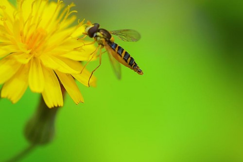 20080706_macro_0054
