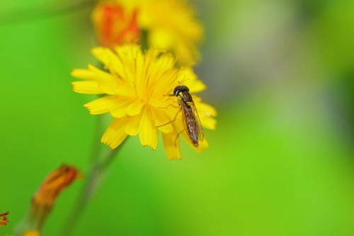 20080706_macro_0055