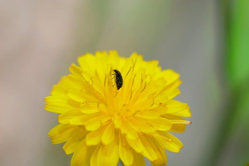 20080706_macro_0057