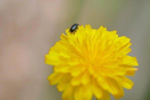 20080706_macro_0058