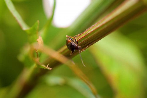 20080706_macro_0059