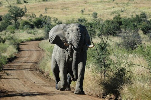 20060421-20060426-South-African-0905