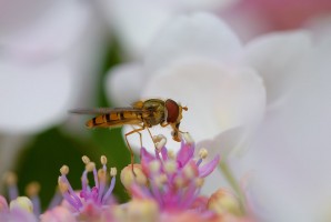20080706_macro_0002
