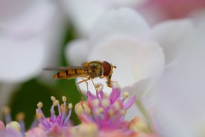 20080706_macro_0002