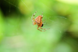 20080711_macro_0001