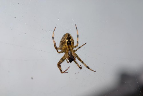 20080825_macro_0010