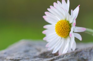 20090407-macro-0007