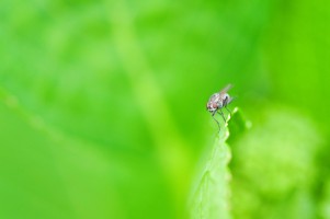 20090508-macro-0027