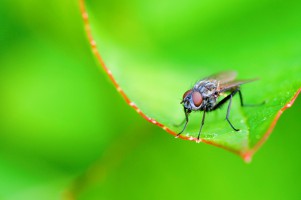 20090508-macro-0029