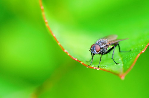 20090508-macro-0029