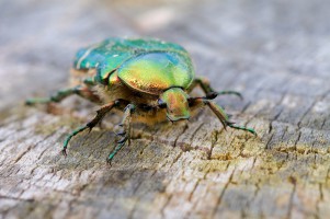 20090518-macro-0021