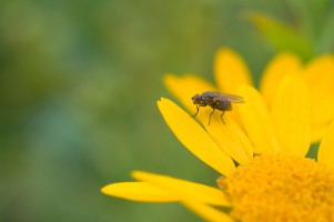 20090724-macro-0003