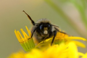 20090725-macro-0021