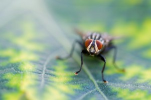 20090815-macro-0022