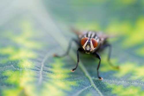 20090815-macro-0022
