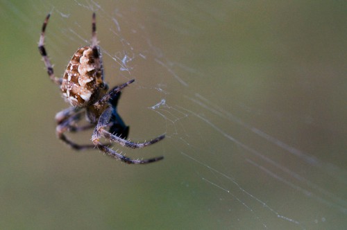20090918-macro-0005