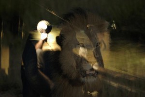 safari_afrique_du_sud