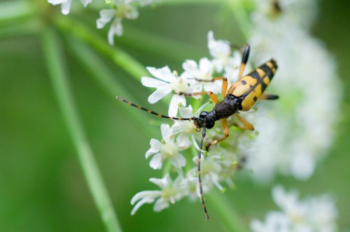 20090725-macro-0007