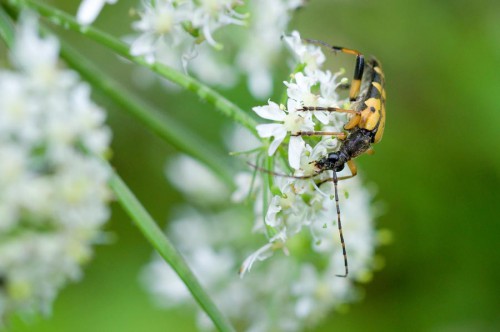 20090725-macro-0008