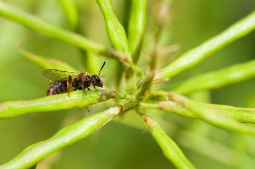 20090725-macro-0009