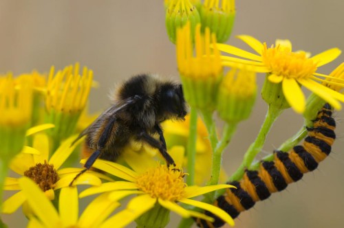 20090725-macro-0015