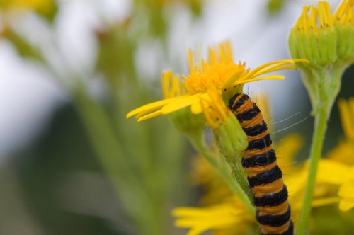 20090725-macro-0024