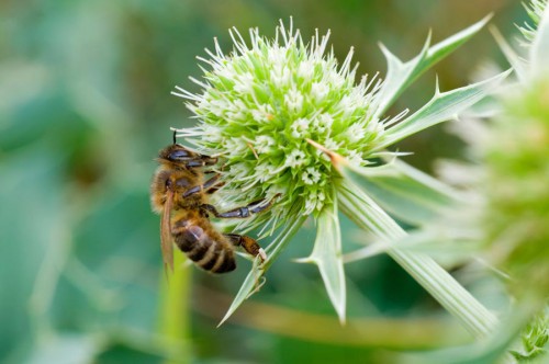 20090725-macro-0028