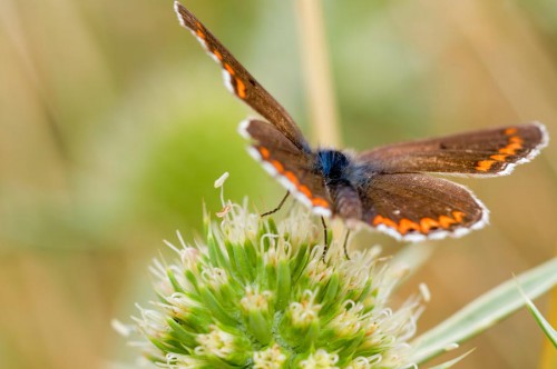 20090725-macro-0032