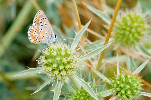 20090725-macro-0036
