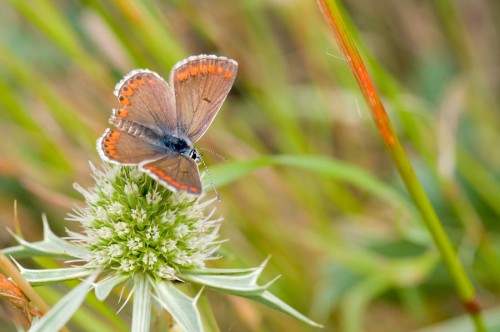 20090725-macro-0040