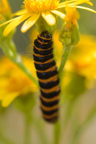 20090725-macro-0041
