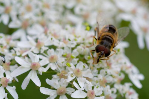 20090725-macro-0054