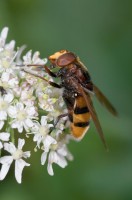20090725-macro-0058 20090725-macro-0058