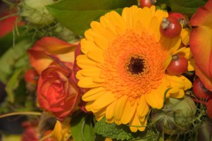 20090927-fleurs-0008
