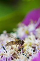 DSC_7171 DSC_7171