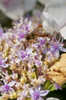 DSC_7178 DSC_7178