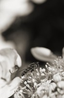 DSC_7222 DSC_7222